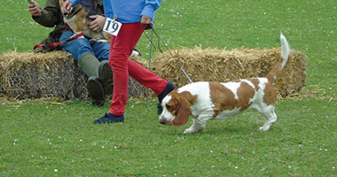 Wanborough Show Fun Dog Show