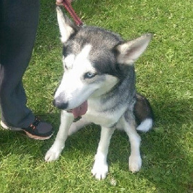 Wanborough Dog Show