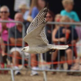 Wanborough Show K&H Falconry