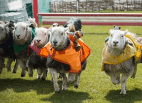Lamb National Sheep Race
